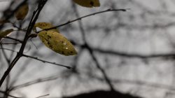 Frankfurt Höchst und Schwanheimer Düne Herbstblatt mit Regentropfen auf kahlen Zweigen