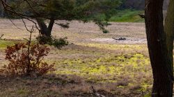 Frankfurt Höchst und Schwanheimer Düne Waldlandschaft mit trockener Wiese und vereinzelten Bäumen