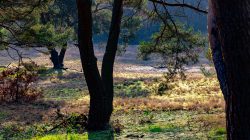Frankfurt Höchst und Schwanheimer Düne Sonnenlicht durchflutet eine Waldlichtung mit hohen Bäumen