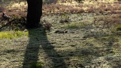 Frankfurt Höchst und Schwanheimer Düne Schatten eines Baumes auf sonniger Waldfläche mit Moos
