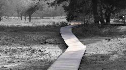 Frankfurt Höchst und Schwanheimer Düne Holzsteg durch nebligen Wald und Wiesen in ruhiger Landschaft