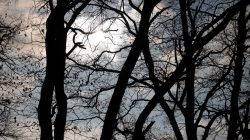 Frankfurt Höchst und Schwanheimer Düne Sonnenuntergang hinter Silhouette winterlicher Bäume