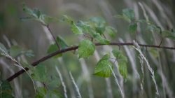 Schwanheimer Düne Frankfurt Sommer 2022 Nahaufnahme von grünen Blättern an einem Ast in natürlicher Umgebung