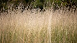 Schwanheimer Düne Frankfurt Sommer 2022 Hohe Gräser in einem sanften Sommerwind auf einer grünen Wiese