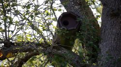 Schwanheimer Düne Frankfurt Sommer 2022 Vogelhaus in einem Baum, umgeben von dichten grünen Blättern