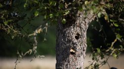Schwanheimer Düne Frankfurt Sommer 2022 Baumstamm mit zwei übereinanderliegenden Höhlen im grünen Wald