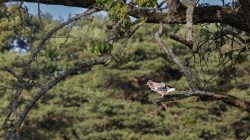 Schwanheimer Düne Frankfurt Sommer 2022 Eichelhäher sitzt auf Ast vor unscharfem Waldhintergrund