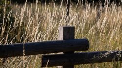 Schwanheimer Düne Frankfurt Sommer 2022 Holzzaun in einer wilden Wiese bei Sonnenuntergang