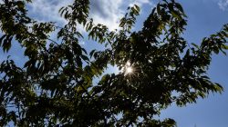 Schwanheimer Düne Frankfurt Sommer 2022 Sonnenstrahlen, die durch Baumblätter am blauen Himmel scheinen