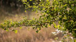 Schwanheimer Düne Frankfurt Sommer 2022 Grüner Ast mit Blättern im Sonnenlicht