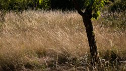 Schwanheimer Düne Frankfurt Sommer 2022 Wiese mit hohem Gras und Baum im Sommerlicht