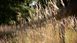 Schwanheimer Düne Frankfurt Sommer 2022 Nahaufnahme von Grashalmen im Sonnenlicht vor einem unscharfen Waldhintergrund