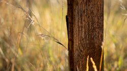 Schwanheimer Düne Frankfurt Sommer 2022 Nahaufnahme eines Holzpfostens in einem sonnigen Feld