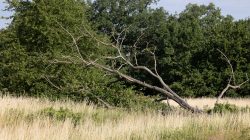 Schwanheimer Düne Frankfurt Sommer 2022 Umgestürzter Baum in Wiese mit grünem Hintergrund