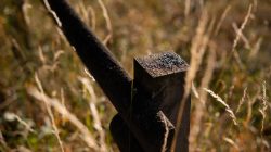 Schwanheimer Düne Frankfurt Sommer 2022 Verbrannter Holzzaunpfosten auf einem Feld