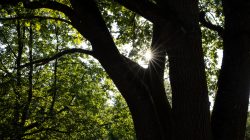 Schwanheimer Düne Frankfurt Sommer 2022 Sonnenstrahlen durchbrechen Baumkronen in einem grünen Wald