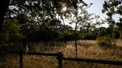 Schwanheimer Düne Frankfurt Sommer 2022 Sonnenlicht durch Bäume in einer ländlichen Wiese