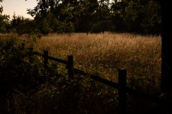 Schwanheimer Düne Frankfurt Sommer 2022 Sonnenuntergang über einem Weizenfeld mit Holzzaun im Vordergrund