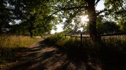 Schwanheimer Düne Frankfurt Sommer 2022 Sonnenstrahlen durch Bäume auf einem Waldweg