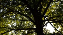 Schwanheimer Düne Frankfurt Sommer 2022 Großer Baum mit weit verzweigten Ästen im Sonnenlicht