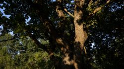 Schwanheimer Düne Frankfurt Sommer 2022 Großer Baum im Wald bei Sonnenuntergang mit dunklen Schatten