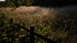 Schwanheimer Düne Frankfurt Sommer 2022 Wiese im Morgenlicht mit Zaun und Gräsern in einem Waldgebiet