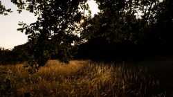 Schwanheimer Düne Frankfurt Sommer 2022 Schattiger Baum über sonnenbeschienenem Feld bei Sonnenuntergang