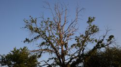 Schwanheimer Düne Frankfurt Sommer 2022 Baum mit kahlen Ästen vor blauem Himmel