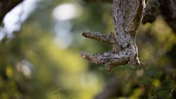 Schwanheimer Düne Frankfurt Sommer 2022 Nahaufnahme eines knorrigen Baumastes vor verschwommenem Hintergrund