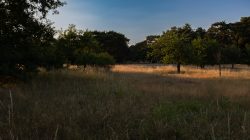 Schwanheimer Düne Frankfurt Sommer 2022 Abendlicht im Wald mit Gras und Bäumen