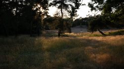 Schwanheimer Düne Frankfurt Sommer 2022 Wunderschöne Waldlichtung im Sonnenuntergang mit hohen Gras und Bäumen