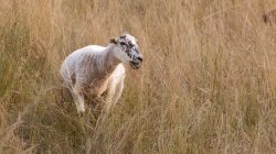Schwanheimer Düne Frankfurt Sommer 2022 Schaf grast in hoher, goldener Wiese