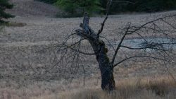 Schwanheimer Düne Frankfurt Sommer 2022 Verlassener Baum vor trockener Wiese in einer ländlichen Landschaft