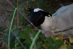 Schwanheimer Düne Frankfurt Sommer 2022 Schwarz-Weißes Schaf im dichten Gebüsch