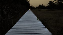 Schwanheimer Düne Frankfurt Sommer 2022 Holzweg im Wald bei Sonnenuntergang, umgeben von Bäumen und Gras