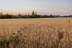 Schwanheimer Düne Frankfurt Sommer 2022 Goldenes Weizenfeld bei Sonnenuntergang mit bewaldetem Horizont