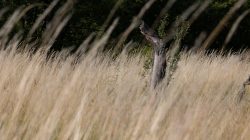 Schwanheimer Düne Frankfurt Sommer 2022 Verwitterter Baumstumpf in einem wilden Grasfeld