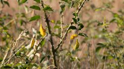 Schwanheimer Düne Frankfurt Sommer 2022 Nahaufnahme von wilden Pflanzen im Spätsommerlicht