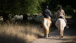 Schwanheimer Düne Frankfurt Sommer 2022 Zwei Personen reiten auf Pferden in einem sonnigen Waldweg