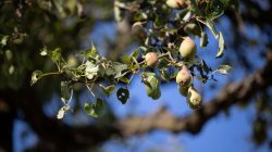 Schwanheimer Düne Frankfurt Sommer 2022 Nahaufnahme von Birnen an einem Baum im Sonnenschein vor blauem Himmel