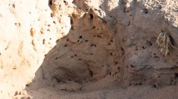 Schwanheimer Düne Frankfurt Sommer 2022 Nahaufnahme eines sandigen Erdlochs mit vielen kleinen Hohlräumen