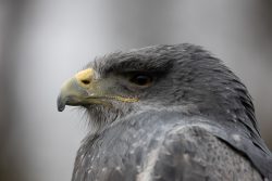 Greifvogelfotografie  Fürstenfeldbruck Naturfototage Porträt eines Greifvogels mit grauem Gefieder und scharfem Blick