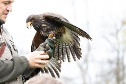 Greifvogelfotografie Fürstenfeldbruck Naturfototage Falkner hält Harris Hawk auf Handschuh bei Vorführung