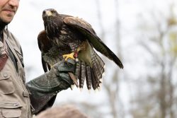 Greifvogelfotografie  Fürstenfeldbruck Naturfototage Falkner hält Harris Hawk auf Handschuh bei Vorführung