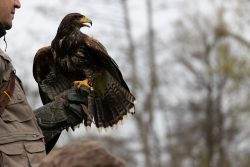 Greifvogelfotografie  Fürstenfeldbruck Naturfototage Greifvogel auf Handschuh im Wald