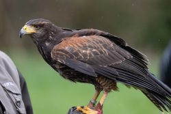 Greifvogelfotografie  Fürstenfeldbruck Naturfototage Harris Hawk auf Handschuh im Freien sitzend, bereit zu starten