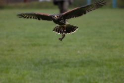 Greifvogelfotografie  Fürstenfeldbruck Naturfototage Greifvogel im Flug über einer grünen Wiese