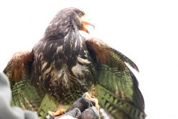 Greifvogelfotografie  Fürstenfeldbruck Naturfototage Harris Hawk mit offenen Flügeln auf einem Falknerhandschuh