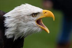 Greifvogelfotografie  Fürstenfeldbruck Naturfototage Weißkopfseeadler im Profil mit geöffnetem Schnabel