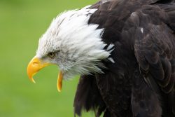 Greifvogelfotografie  Fürstenfeldbruck Naturfototage Weißkopfseeadler Nahaufnahme mit gelbem Schnabel vor grünem Hintergrund